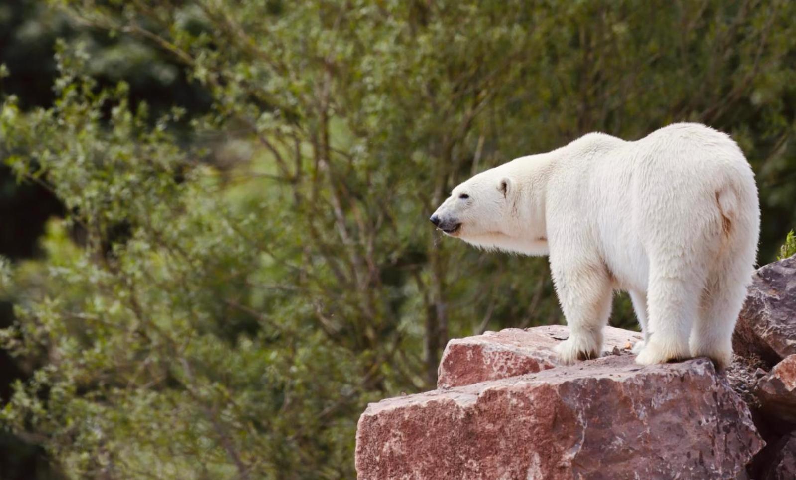 Chic 2 Bed Peak District Cottage Barn Near Alton Towers, Polar Bears, Chatsworth House ลีก ภายนอก รูปภาพ